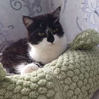 Корм для кошек ROYAL CANIN Ageing 85гр для пожилых 12+ в соусе пауч: отзыв пользователя. Зоомагазин Зоозавр