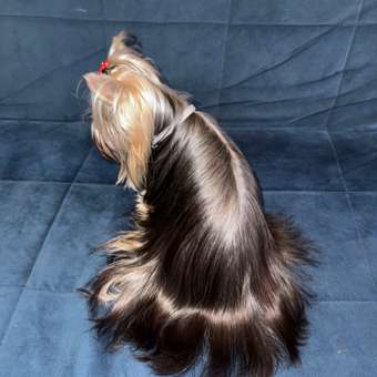 Ошейник для щенков и собак RolfClub3D мелких пород от блох и клещей 40см: отзыв пользователя. Зоомагазин Зоозавр