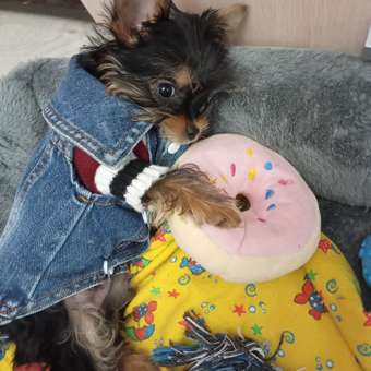 Жилет для собак и кошек Зоозавр: отзыв пользователя. Зоомагазин Зоозавр