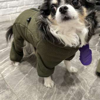 Комбинезон для собак и кошек Зоозавр: отзыв пользователя. Зоомагазин Зоозавр