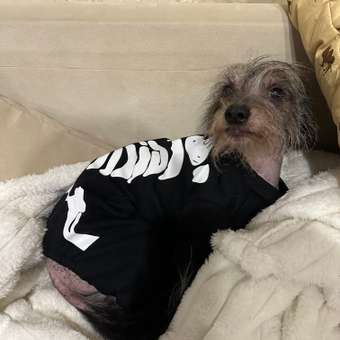 Комбинезон для собак и кошек Зоозавр: отзыв пользователя. Зоомагазин Зоозавр