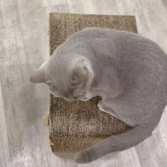 Кошачья мята Petsiki 20г в пакете: отзыв пользователя. Зоомагазин Зоозавр