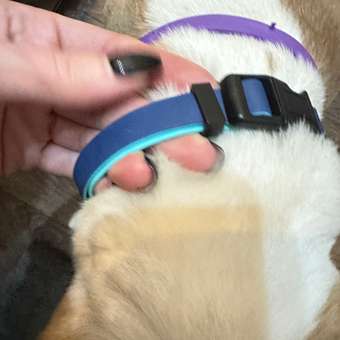 Ошейник для собак мелких пород Barbaks синий водостойкий ПВХ S (1.5*27-40см): отзыв пользователя. Зоомагазин Зоозавр