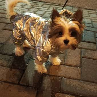 Комбинезон для собак и кошек Зоозавр: отзыв пользователя. Зоомагазин Зоозавр