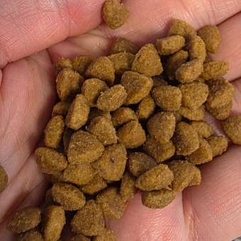 Корм для котят Royal Canin 2кг Gastrointestinal Kitten при нарушениях пищеварения сухой: отзыв пользователя. Зоомагазин Зоозавр