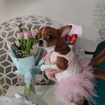 Платье для собак и кошек Зоозавр: отзыв пользователя. Зоомагазин Зоозавр