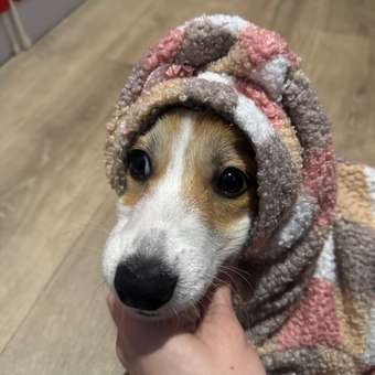 Комбинезон для собак PIFPAF DOG: отзыв пользователя. Зоомагазин Зоозавр