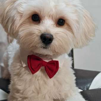 Галстук-бабочка Зоозавр для собак и кошек: отзыв пользователя. Зоомагазин Зоозавр