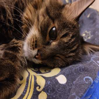 Корм для кошек Roybis 1.5кг с уткой для профилактики МКБ: отзыв пользователя. Зоомагазин Зоозавр