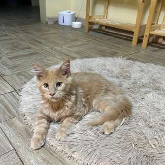 Корм для котят Royal Canin 2кг Maine Coon породы мейн-кун: отзыв пользователя. Зоомагазин Зоозавр