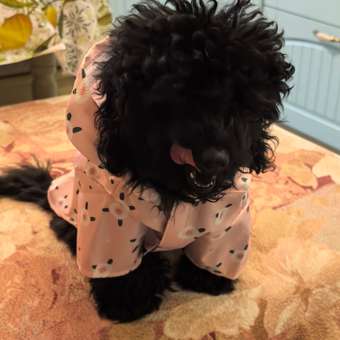 Ветровка для собак Зоозавр: отзыв пользователя. Зоомагазин Зоозавр