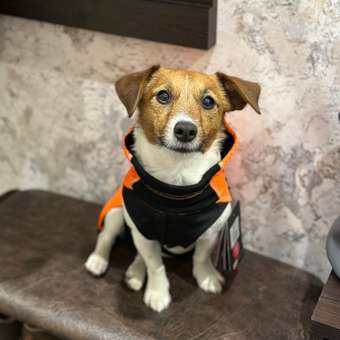 Куртка для собак RUKKA PETS 30 Оранжевый 560513525JV45030: отзыв пользователя. Зоомагазин Зоозавр