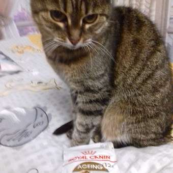 Корм для кошек ROYAL CANIN Ageing 85гр для пожилых 12+ желе пауч: отзыв пользователя. Зоомагазин Зоозавр