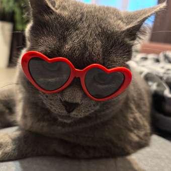 Очки для собак Зоозавр: отзыв пользователя. Зоомагазин Зоозавр