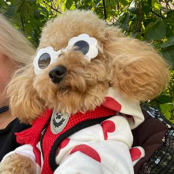 Очки для собак Зоозавр: отзыв пользователя. Зоомагазин Зоозавр