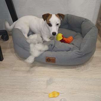 Игрушка для щенков Barbaks Ослик Осип 25*12.5см пищит шуршит с элементами из TRP для жевания: отзыв пользователя. Зоомагазин Зоозавр