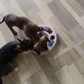 Корм для щенков ROYAL CANIN Puppy мелких пород 4кг: отзыв пользователя. Зоомагазин Зоозавр