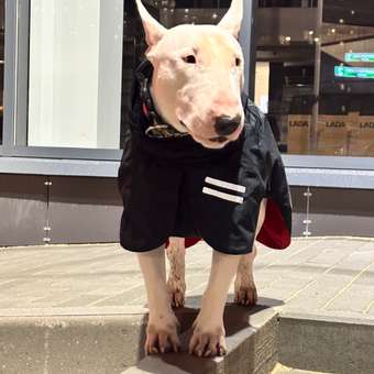 Попона для собак Зоозавр тёмно-синяя 60: отзыв пользователя. Зоомагазин Зоозавр