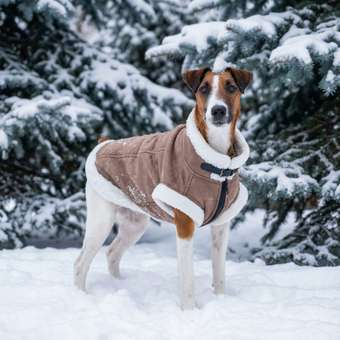 Куртка для собак и кошек Зоозавр: отзыв пользователя. Зоомагазин Зоозавр
