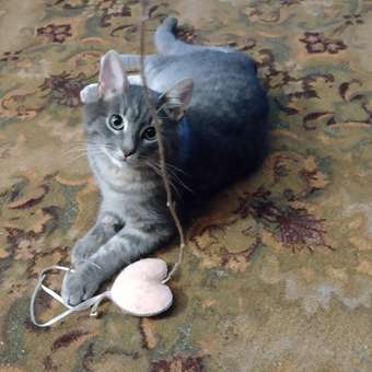 Корм сухой ROYAL CANIN Sterilised 37 2кг для стерилизованных кошек: отзыв пользователя. Зоомагазин Зоозавр