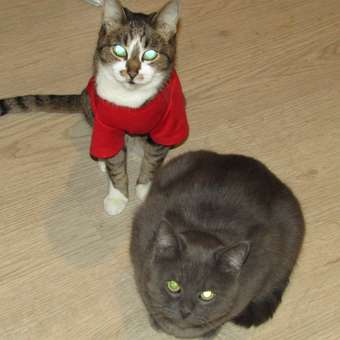 Футболка для собак Зоозавр: отзыв пользователя. Зоомагазин Зоозавр