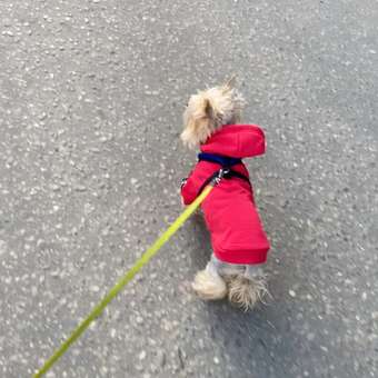 Толстовка для собак и кошек Зоозавр: отзыв пользователя. Зоомагазин Зоозавр