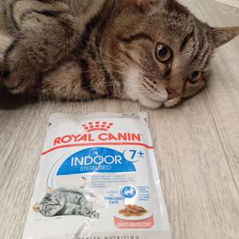 Корм для кошек ROYAL CANIN Indoor 85г для пожилых стерилизованных кошек 7+ соус пауч: отзыв пользователя. Зоомагазин Зоозавр
