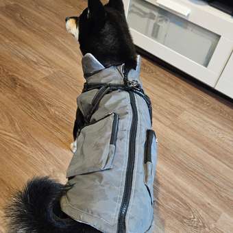 Жилет для собак и кошек Зоозавр: отзыв пользователя. Зоомагазин Зоозавр