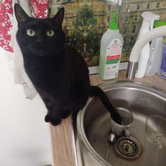 Корм для кошек Royal Canin 85г Hair and skin для поддержания здоровья кожи и красоты шерсти тонкие ломтики в желе: отзыв пользователя. Зоомагазин Зоозавр