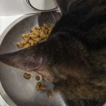 Корм сухой для кошек PRO PLAN RENAL PLUS 10 кг с индейкой для стерилизованных для поддержания здоровья почек: отзыв пользователя. Зоомагазин Зоозавр