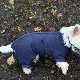 Комбинезон для собак и кошек Зоозавр: отзыв пользователя. Зоомагазин Зоозавр