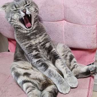 Корм для кошек ROYAL CANIN Indoor 27 взрослых живущих в помещении сухой 0.2кг: отзыв пользователя. Зоомагазин Зоозавр