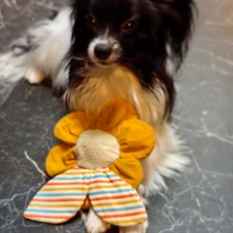 Игрушка для собак Barbaks Цветок с пищалкой шуршит 18.5см: отзыв пользователя. Зоомагазин Зоозавр