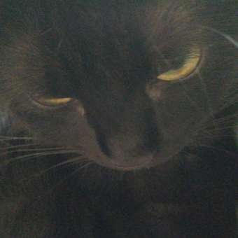 Корм для кошек Carnica 85г полнорационный кусочки в соусе с курицей для привередливых стерилизованных питомцев консервированный: отзыв пользователя. Зоомагазин Зоозавр