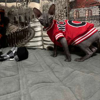 Футболка для собак Зоозавр: отзыв пользователя. Зоомагазин Зоозавр