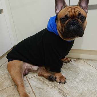 Худи для собак Rain Dog: отзыв пользователя. Зоомагазин Зоозавр