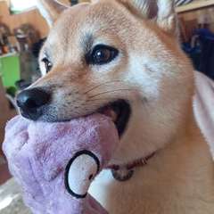 Фото отзыва 10652102