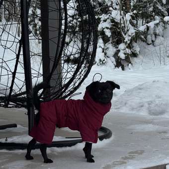 Комбинезон для собак и кошек Зоозавр: отзыв пользователя. Зоомагазин Зоозавр