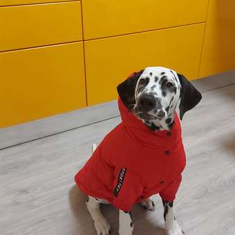 Жилет для собак и кошек Зоозавр: отзыв пользователя. Зоомагазин Зоозавр