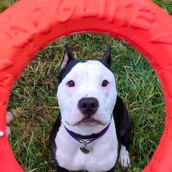 Игрушка для собак Doglike Tug and Twist Кольцо восьмигранное среднее 26.5см Оранжевый: отзыв пользователя. Зоомагазин Зоозавр