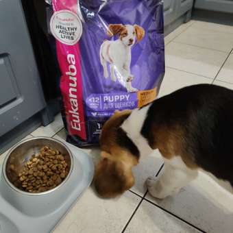 Корм Eukanuba Dog 3кг для щенков средних пород сухой с птицей: отзыв пользователя. Зоомагазин Зоозавр