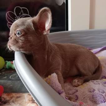 Вакцина для собак Ветбиохим Астерион DHPPILR 1доза: отзыв пользователя. Зоомагазин Зоозавр