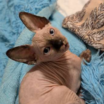 Корм сухой для котят ROYAL CANIN Mother and Babycat 2кг: отзыв пользователя. Зоомагазин Зоозавр