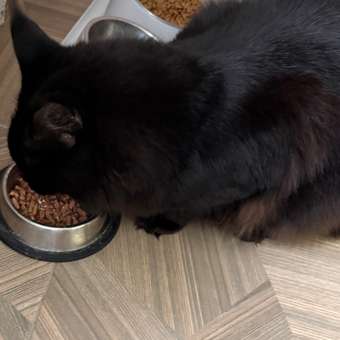 Корм сухой для котят ROYAL CANIN Sterilised 2кг стерилизованных: отзыв пользователя. Зоомагазин Зоозавр