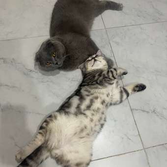 Корм для кошек Carnica 85г с ягненком кусочки в соусе консервированный: отзыв пользователя. Зоомагазин Зоозавр