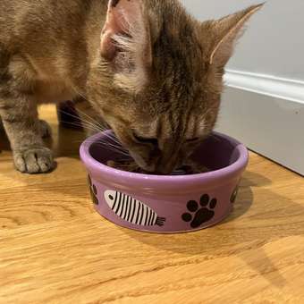 Корм влажный для кошек Eukanuba Cat 85г с кроликом в соусе для взрослых пауч: отзыв пользователя. Зоомагазин Зоозавр