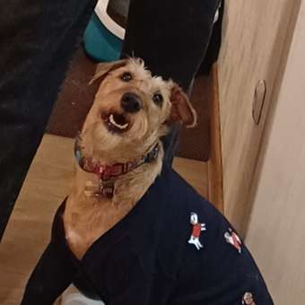 Джемпер для собак и кошек Зоозавр: отзыв пользователя. Зоомагазин Зоозавр