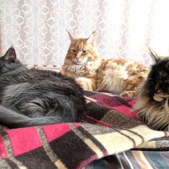 Корм для котят MONGE Cat Grill норвежский лосось пауч 85г: отзыв пользователя. Зоомагазин Зоозавр