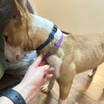 Ошейник для собак мелких пород Barbaks синий водостойкий ПВХ S (1.5*27-40см): отзыв пользователя. Зоомагазин Зоозавр