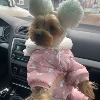 Шапка для собак и кошек Зоозавр: отзыв пользователя. Зоомагазин Зоозавр